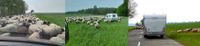 Zwei Caddygespanne in einer Schaf- und Ziegenherde auf Wanderschaft